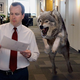 Illustration for article titled Study: Wolf Attacks Still Leading Cause Of Death In U.S.